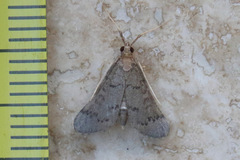 Piletocera macroperalis