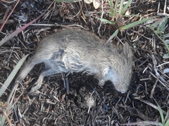 Rodentia