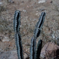 Peniocereus greggii greggii
