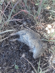 Rodentia