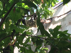 Bradypus variegatus variegatus