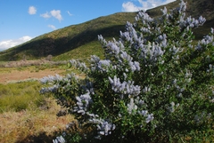Ceanothus leucodermis