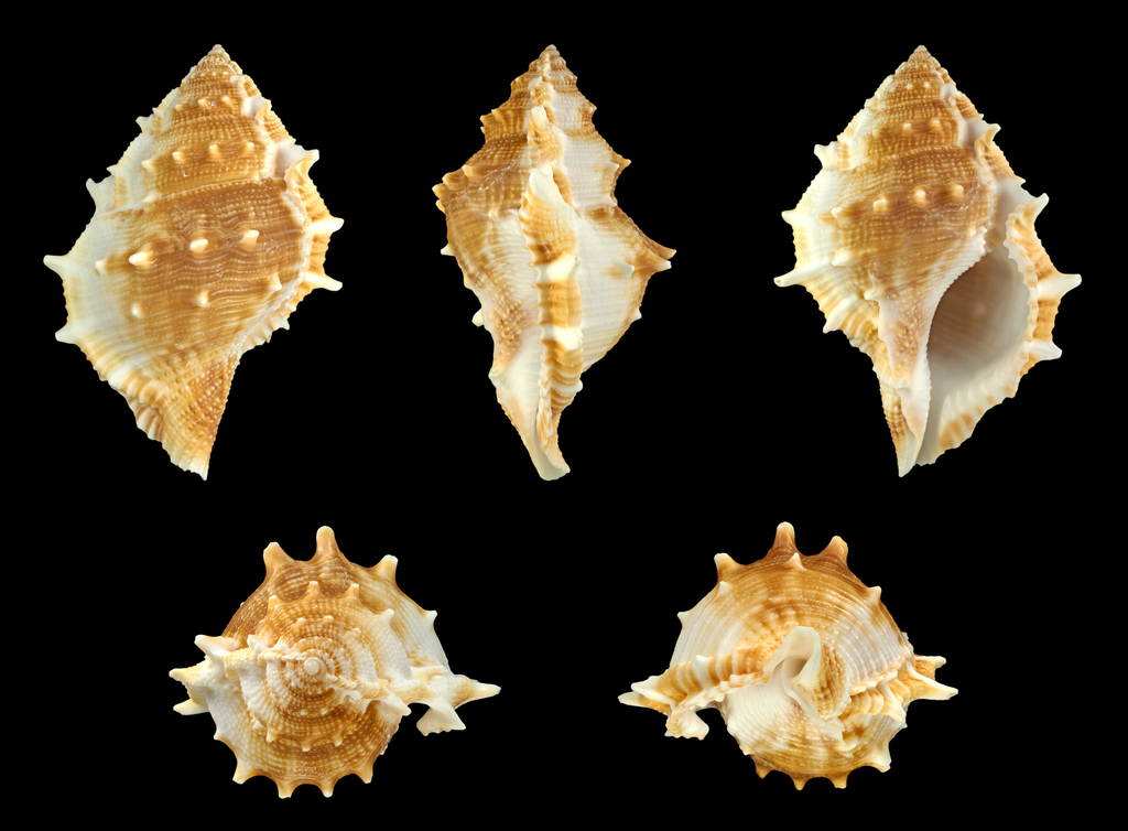 Bufonaria granosa