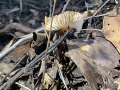 Marasmius