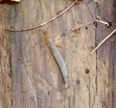 Arionoidea