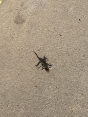 Sceloporus occidentalis