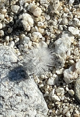 Dasymutilla gloriosa