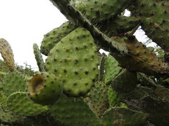 Opuntia jaliscana