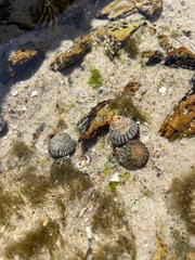 Bembicium nanum