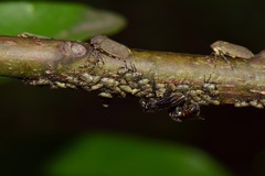 Aetalion reticulatum