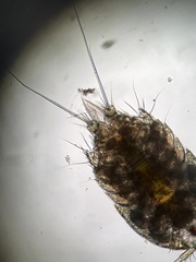 Copepoda