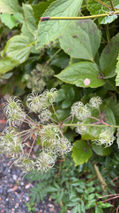 Clematis vitalba