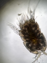 Copepoda