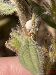 Lithospermum occidentale