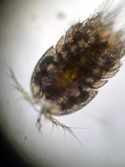 Copepoda