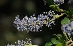 Ceanothus leucodermis