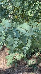 Robinia pseudoacacia