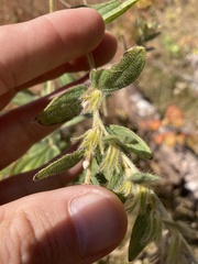 Lithospermum occidentale