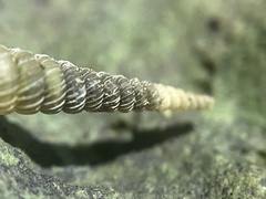 Urocoptidae