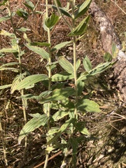 Lithospermum occidentale