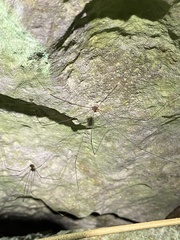 Sclerosomatidae