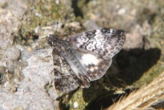 Chiomara georgina