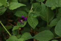 Cuphea calaminthifolia