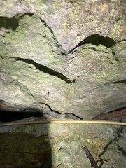 Sclerosomatidae