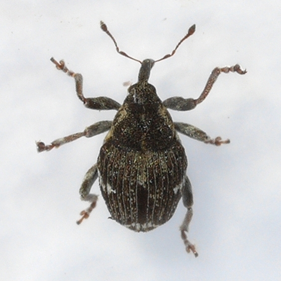 Pointed Minute Seed Weevil