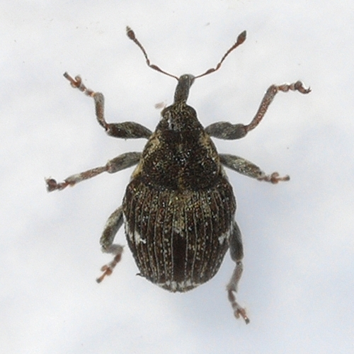 Pointed Minute Seed Weevil