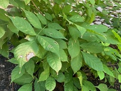 Wisteria frutescens