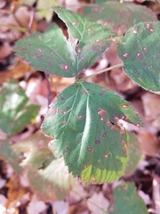 Phragmidium violaceum