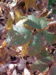 Phragmidium violaceum
