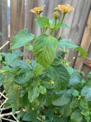 Verbenaceae