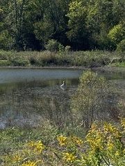 Ardea alba