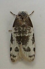 Prothelymna niphostrota