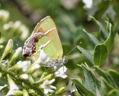 Chlorostrymon simaethis