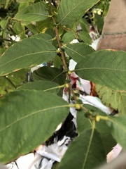 Salix cinerea