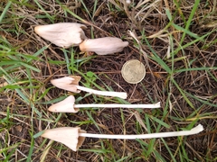 Conocybe deliquescens
