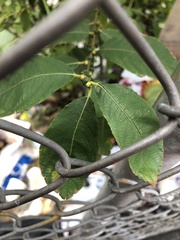 Salix cinerea