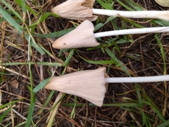 Conocybe deliquescens