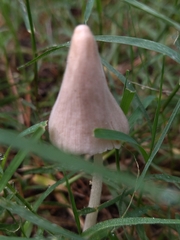 Conocybe deliquescens