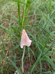 Conocybe deliquescens