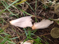 Conocybe deliquescens