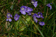 Pinguicula leptoceras