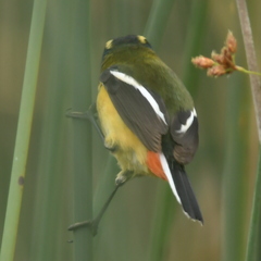 Tachuris rubrigastra