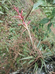 Tillandsia gymnobotrya