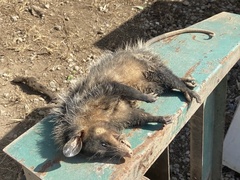 Didelphis aurita