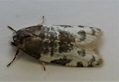 Prothelymna niphostrota