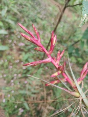 Tillandsia gymnobotrya